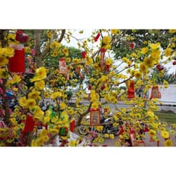 gói 40 bông Hoa Mai, Hoa Đào giả trang trí Tết, decor cây cảnh - Xinh Decor 6