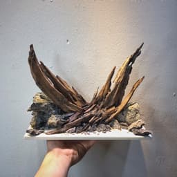 Layout Thuỷ Sinh Nature Ver.2 l Layout Dễ Chăm Trang Trí Cho Bể Thủy Sinh Đa Dạng Kích Thước | RF Aquarium 3