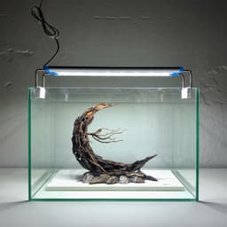 Layout Trăng | Bố Cục Gỗ Lũa Nghệ Thuật Trang Trí Bể Thuỷ Sinh Mini Cubic 20 | RF Aquarium 4