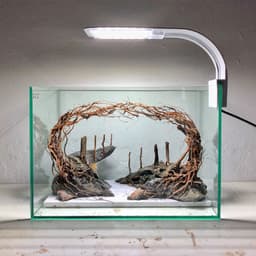 Layout Rừng Ver.3 Nghệ Thuật Tái Tạo Cảnh Quan Tự Nhiên | Điểm Nhấn Cho Bể Cá Mini | RF Aquarium 4
