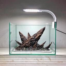 Layout Nature Ver.5 | Điểm Nhấn Nổi Bật Cho Bể Thuỷ Sinh Mini Trang Trí Bàn Làm Việc | RF Aquarium 4