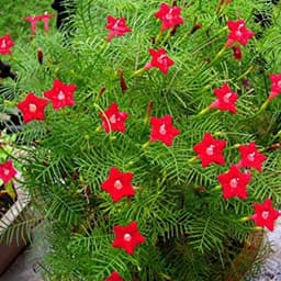 Hạt giống hoa tóc tiên leo giàn, leo cổng, leo bờ rào 5