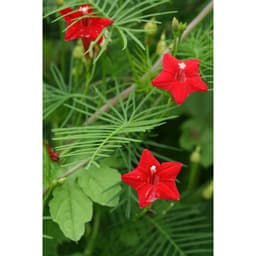 Hạt giống hoa tóc tiên leo giàn, leo cổng, leo bờ rào 6
