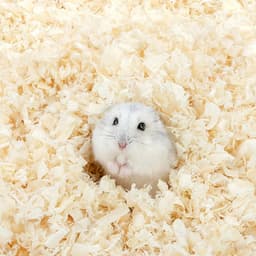 Mùn cưa lót chuồng giá rẻ (Dăm bào ép khối) cho hamster, sóc, bọ, nhím 1