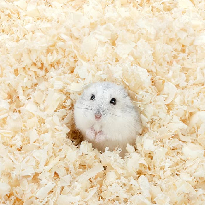 Mùn cưa lót chuồng giá rẻ (Dăm bào ép khối) cho hamster, sóc, bọ, nhím