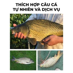 Dây Câu GUF Thủy Long 50m Chính Hãng 6