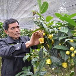 Trà hoa vàng sấy lạnh Dalat Cordyceps 3