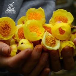 Trà hoa vàng sấy lạnh Dalat Cordyceps 4