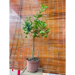 Chậu cây chanh vàng Mỹ dáng tree đang trái 9