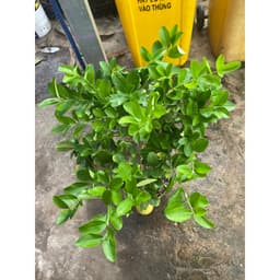 Chậu cây chanh vàng Mỹ dáng tree đang trái 2