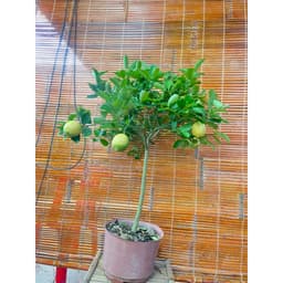 Chậu cây chanh vàng Mỹ dáng tree đang trái 3