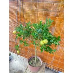 Chậu cây chanh vàng Mỹ dáng tree đang trái 7