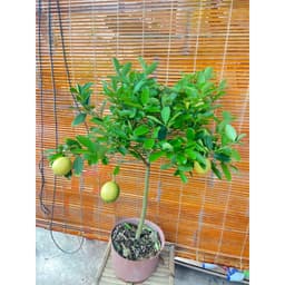 Chậu cây chanh vàng Mỹ dáng tree đang trái 4