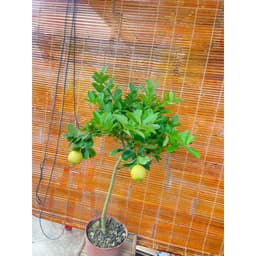 Chậu cây chanh vàng Mỹ dáng tree đang trái 5