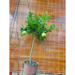 Chậu cây chanh vàng Mỹ dáng tree đang trái 6