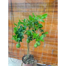 Chậu cây chanh vàng Mỹ dáng tree đang trái 1