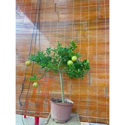 Chậu cây chanh vàng Mỹ dáng tree đang trái 8