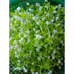 100g cỏ điểm đã bỏ gọng,điểm hoa sáp,hoa lụa,oản... .... .. 4