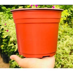 Chậu nhựa trồng hoa (kích thước 12,5x15cm) shop lấy màu ngẫu nhiên 3