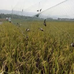 [ Giá Rẻ ] Lưới Chim Tàng Hình Cao 7m Mắt Lưới 5cm Dài Từ 10m-->50m 2