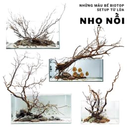 Lũa Nhọ Nồi nguyên vỏ nhiều tán dùng setup bể thuỷ sinh phong cách Biotop 8