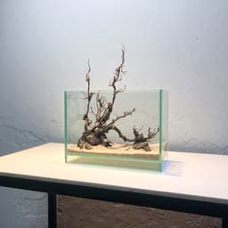 Layout Nature ver.8 phong cách Biotop dùng trang trí bể cá Betta 20x20x20cm (Ms022) 4