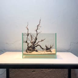 Layout Nature ver.8 phong cách Biotop dùng trang trí bể cá Betta 20x20x20cm (Ms022) 5