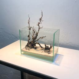 Layout Nature ver.8 phong cách Biotop dùng trang trí bể cá Betta 20x20x20cm (Ms022) 6