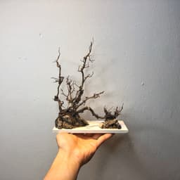 Layout Nature ver.8 phong cách Biotop dùng trang trí bể cá Betta 20x20x20cm (Ms022) 7