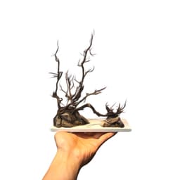 Layout Nature ver.8 phong cách Biotop dùng trang trí bể cá Betta 20x20x20cm (Ms022) 2
