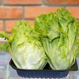 Hạt giống rau Xà lách year round gói 2gram hàng công ty 3