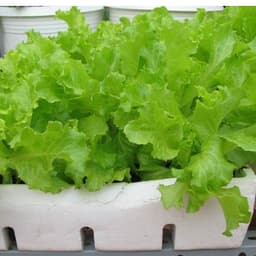 Hạt giống rau Xà lách year round gói 2gram hàng công ty 4