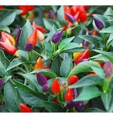 Hạt giống Ớt kiểng ngũ sắc F1 hàng công ty 2
