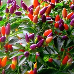 Hạt giống Ớt kiểng ngũ sắc F1 hàng công ty 5