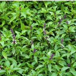 Hạt giống Húng quế gói hàng công ty 1
