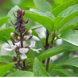 Hạt giống Húng quế gói hàng công ty 6