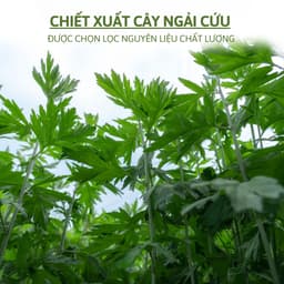 Miếng Dán Ngải Cứu Hộp 12 Miếng Giảm Đau Vai Gáy Hiệu Quả Nhất Thải Độc An Toàn Cho Sức RIEM 6