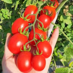 Hạt giống Cà chua cherry đỏ (bi đỏ) hàng công ty 4