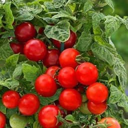 Hạt giống Cà chua cherry đỏ (bi đỏ) hàng công ty 2