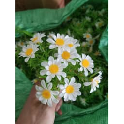 100g cỏ điểm đã bỏ gọng,điểm hoa sáp,hoa lụa,oản... .... .. 2
