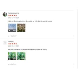 Hạt giống hành lá chịu nhiệt 3