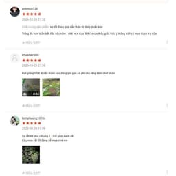 Hạt giống Húng quế gói hàng công ty 8