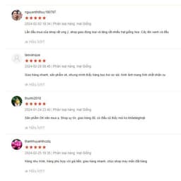 Hạt giống Ớt kiểng ngũ sắc F1 hàng công ty 7