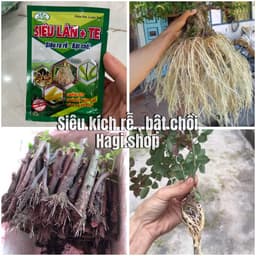 Kích rễ siêu mạnh kích thích tăng trường cho cây 1