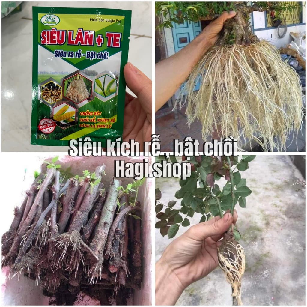 Kích rễ siêu mạnh kích thích tăng trường cho cây