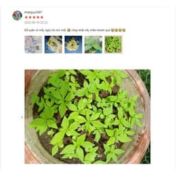 Hạt Giống Hoa Vạn Thọ Mỹ 8