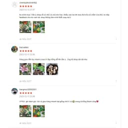 Hạt giống dưa chuột nếp cao sản 4