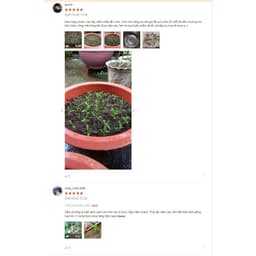 Hạt Giống Hoa Cẩm Chướng Kép Mix Đủ Màu Cực Dễ Nảy Mầm 7