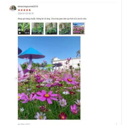 Hạt Giống Hoa Cẩm Chướng Kép Mix Đủ Màu Cực Dễ Nảy Mầm 9