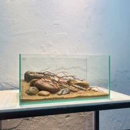 Layout Đá Cuội Ver.1 | Đơn Giản Cho Bể Cá Phong Cách Blackwater | RF Aquarium 4